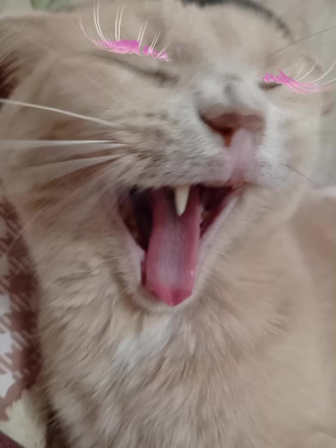 @🌷&bull;&deg;&bull;&deg;&bull;𝕄𝕚𝕜𝕤𝕚 &bull;&deg;&bull;&deg;🌷
