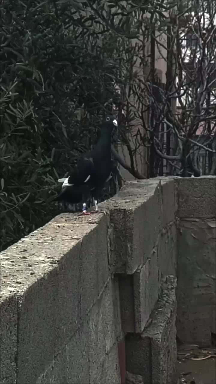 @kıvırcık Ali