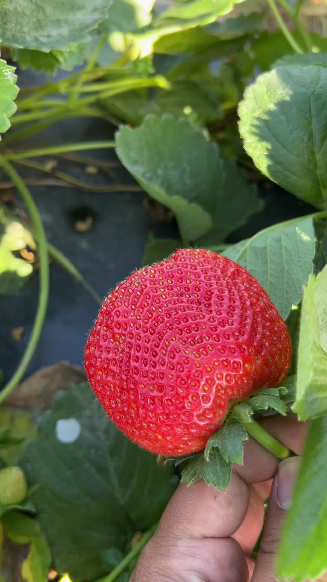 @AVL HARVESTING 👨&zwj;🌾