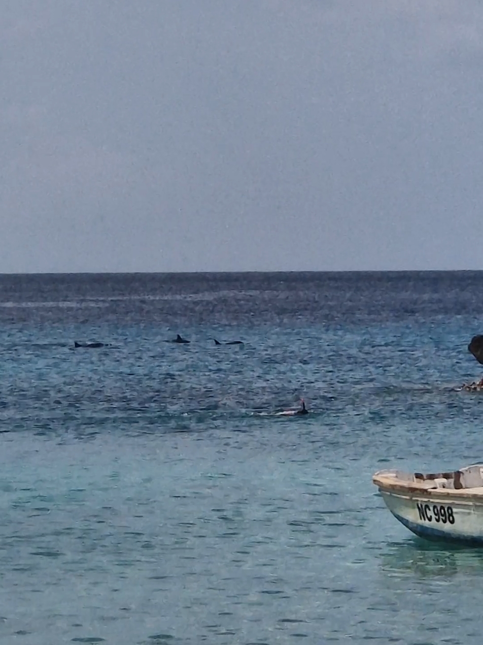 @Dushi Travel Guide Cura&ccedil;ao