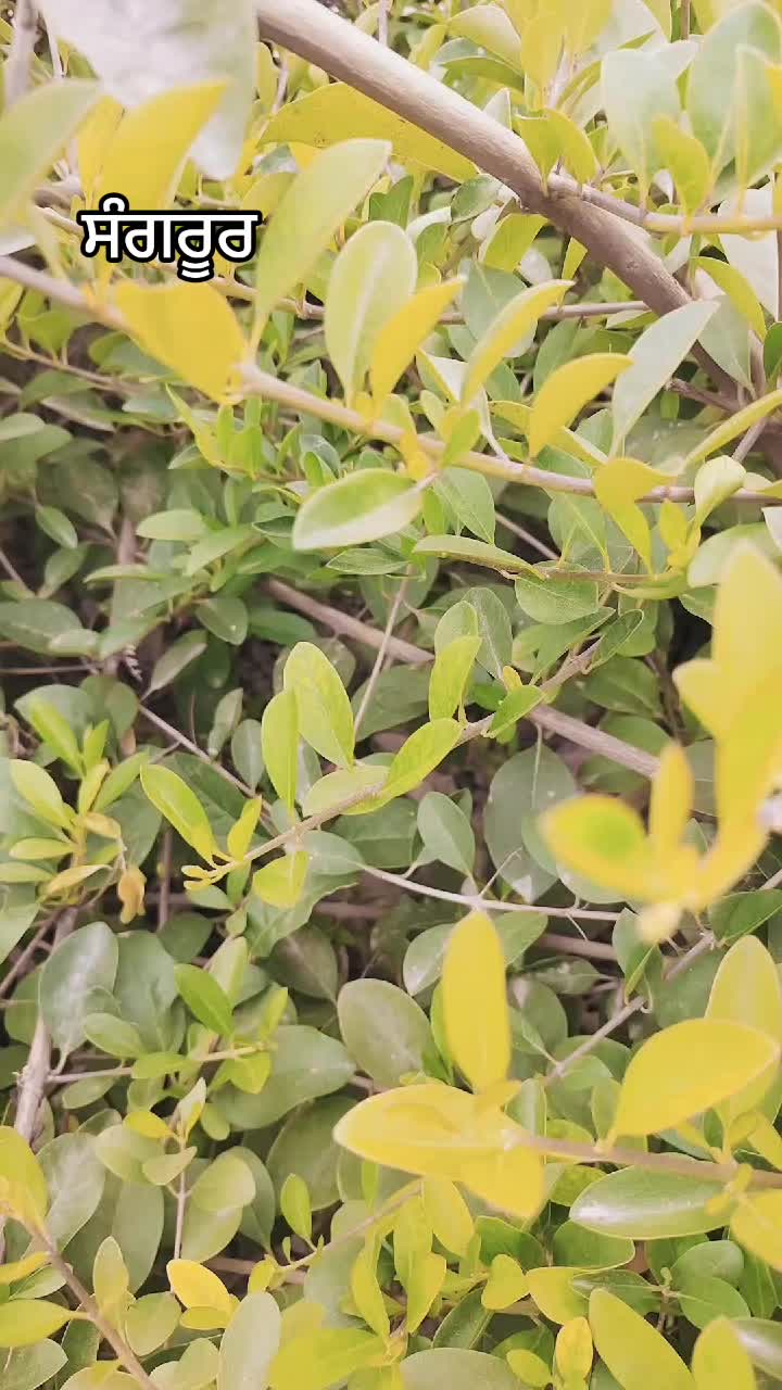 @𝔸𝕫𝕒𝕕 𝕣𝕒𝕧𝕒𝕟