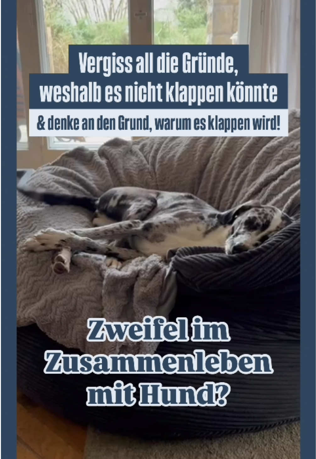 @Pawfect Matches