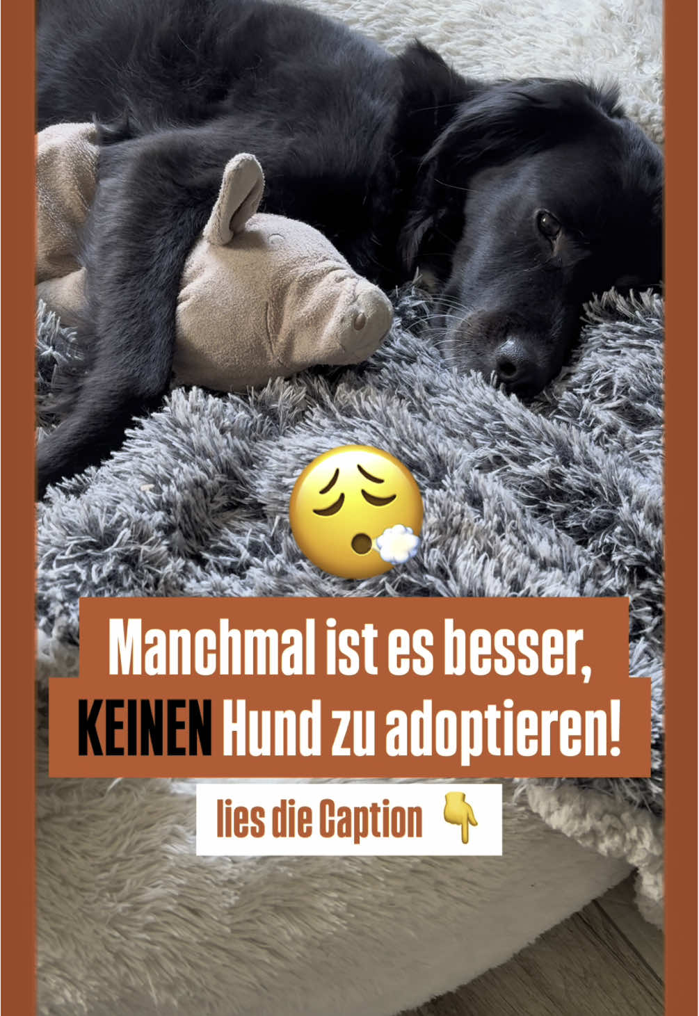 @Pawfect Matches
