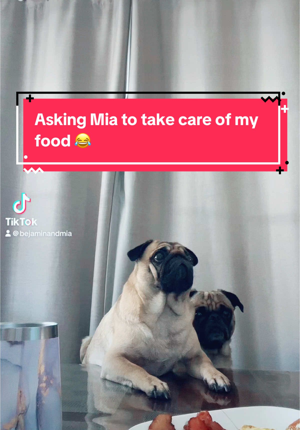 @Benji&Mia the Pugs