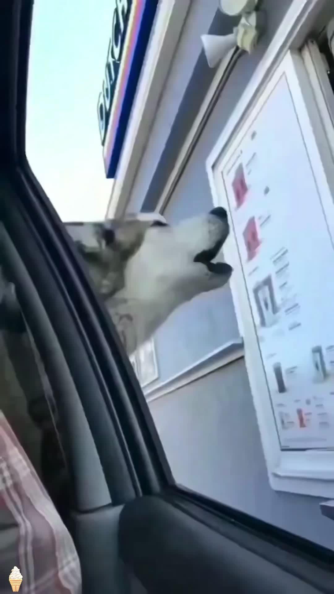 @pet_fnnytimes666