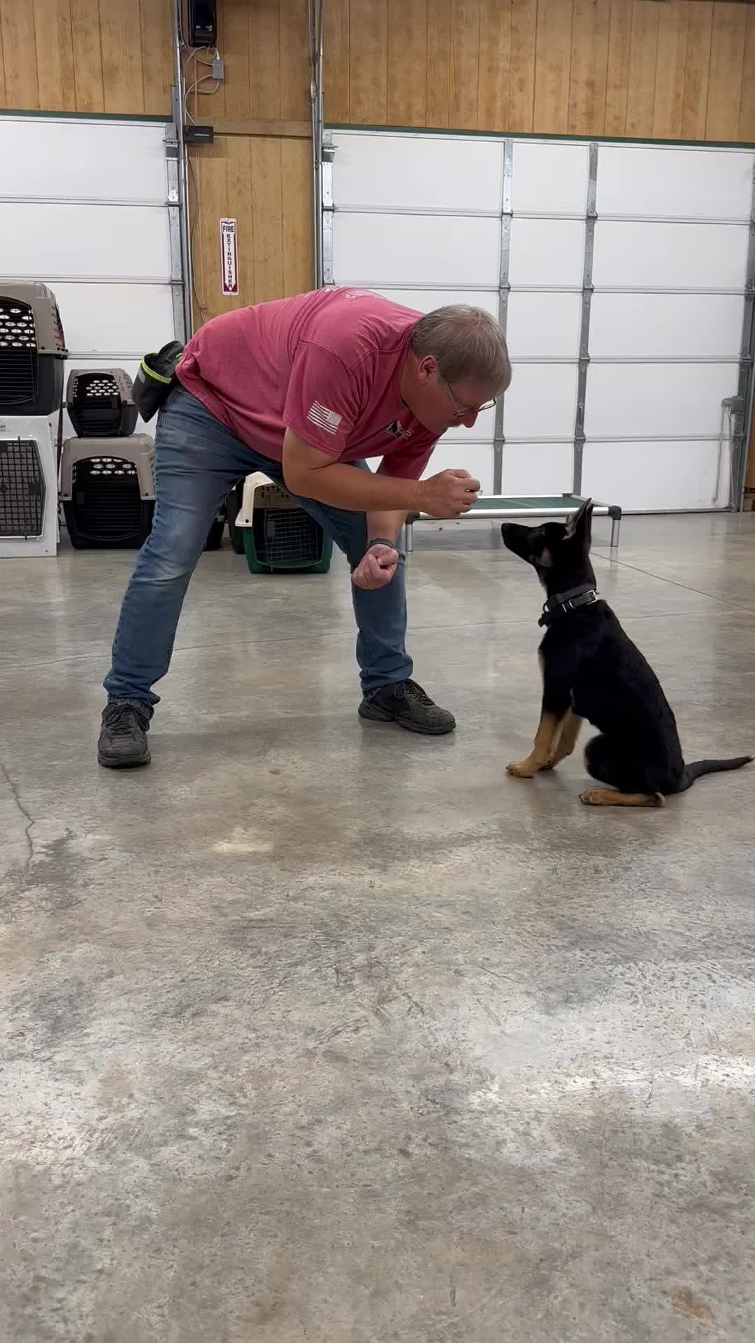 @Protection Dog Sales
