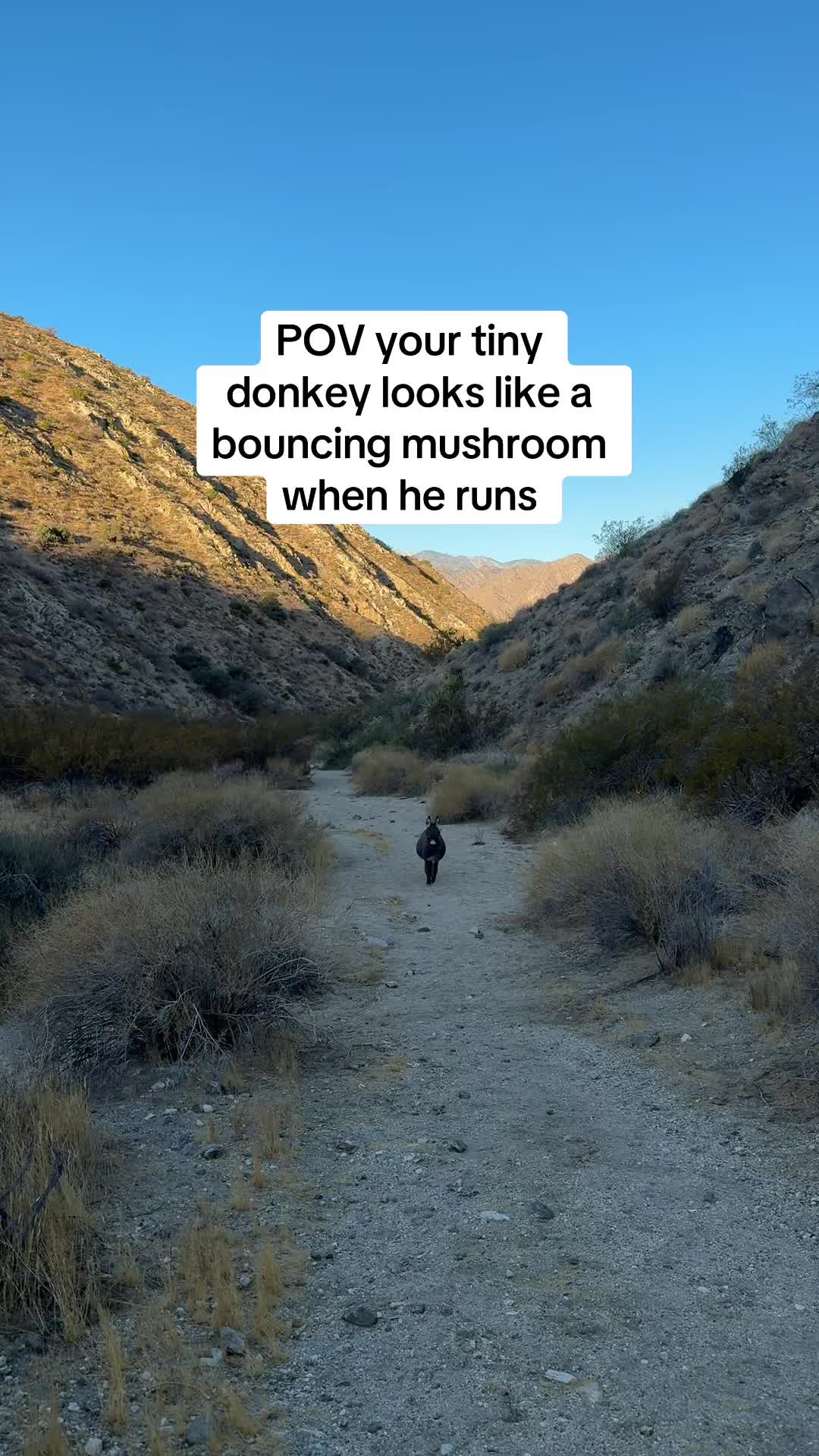 @mojaveminidonkeys