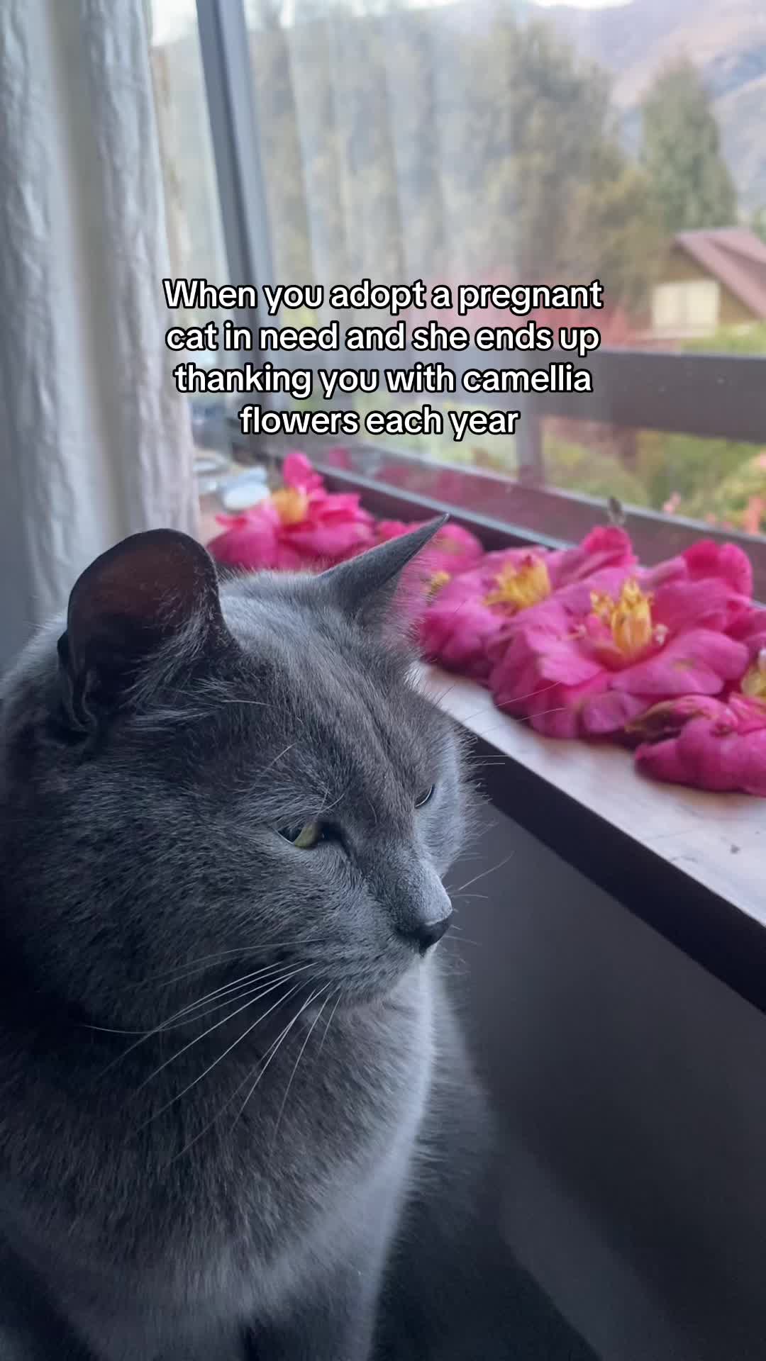 @Flowercat 🌸