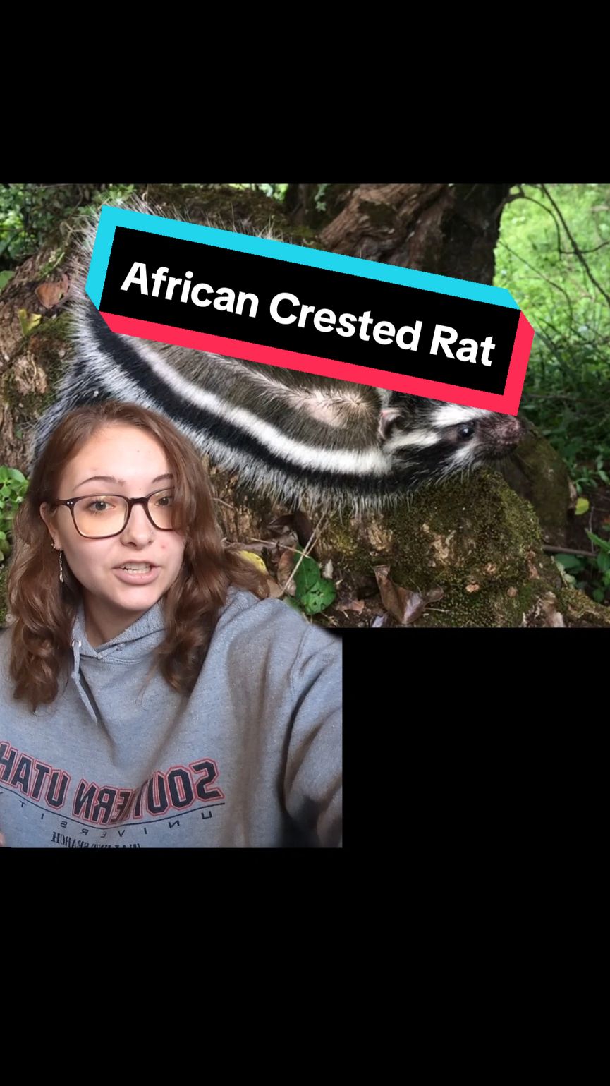 @Sauti Reese 🧬