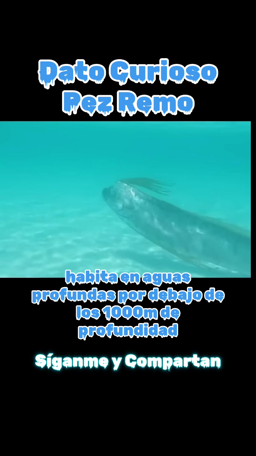 @Clips_Premium_2024