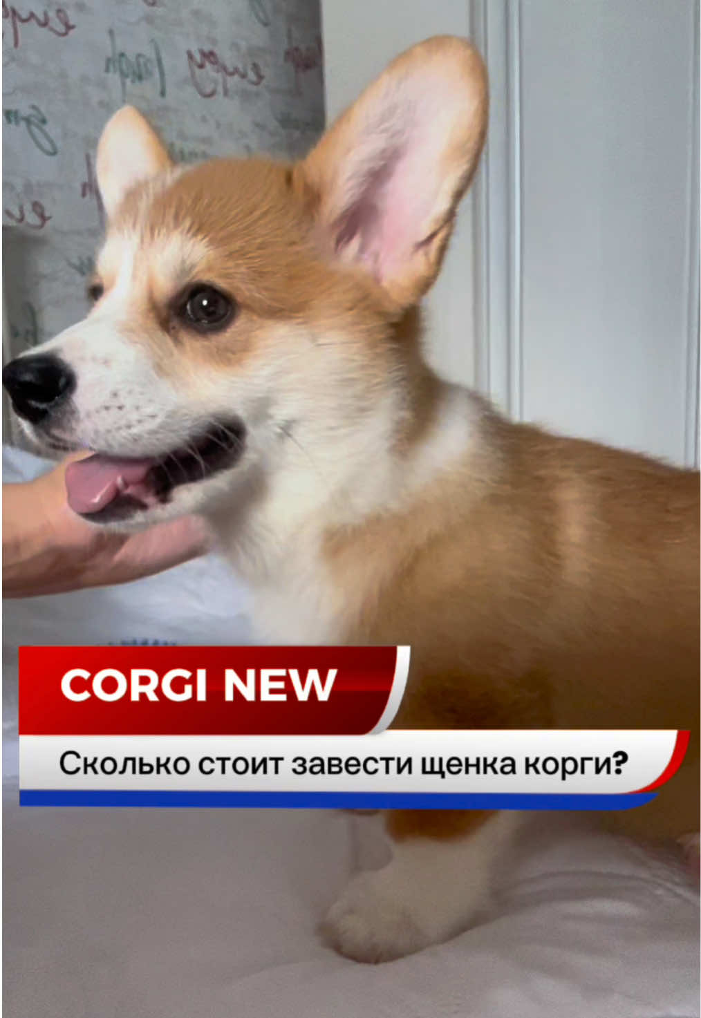 @corgimom.alntz