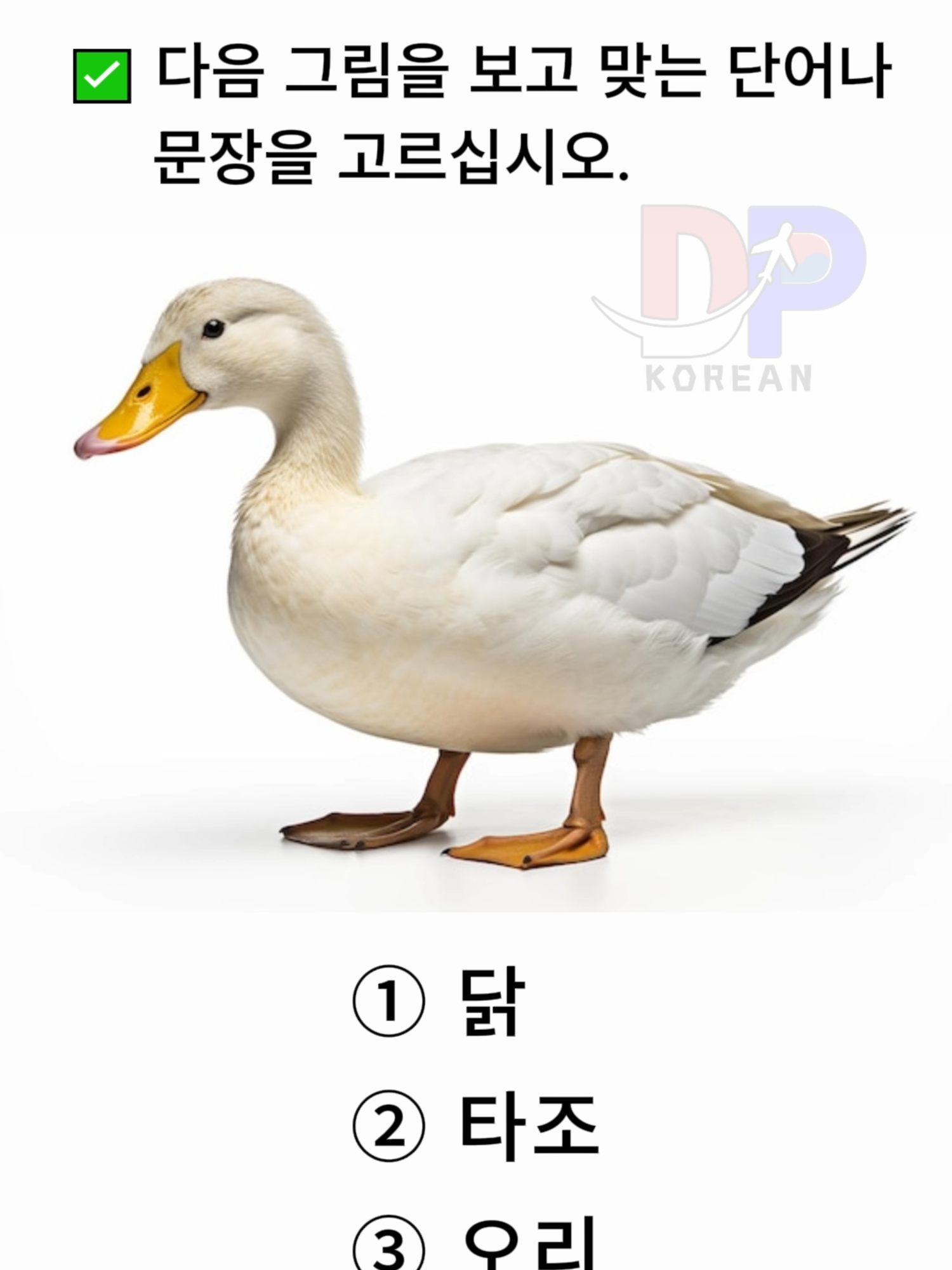 @DP korean