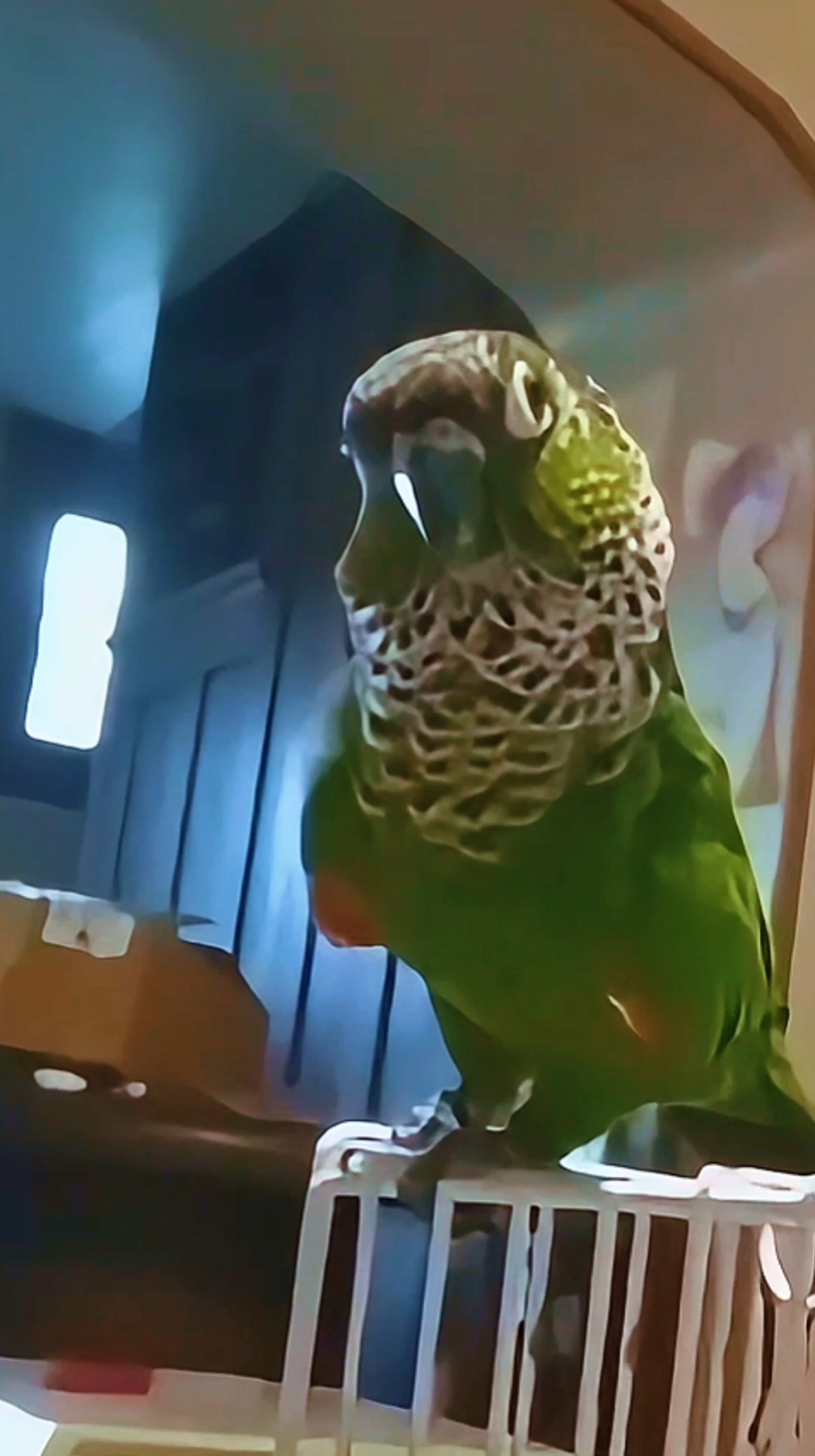 @QbertBird🦜👀