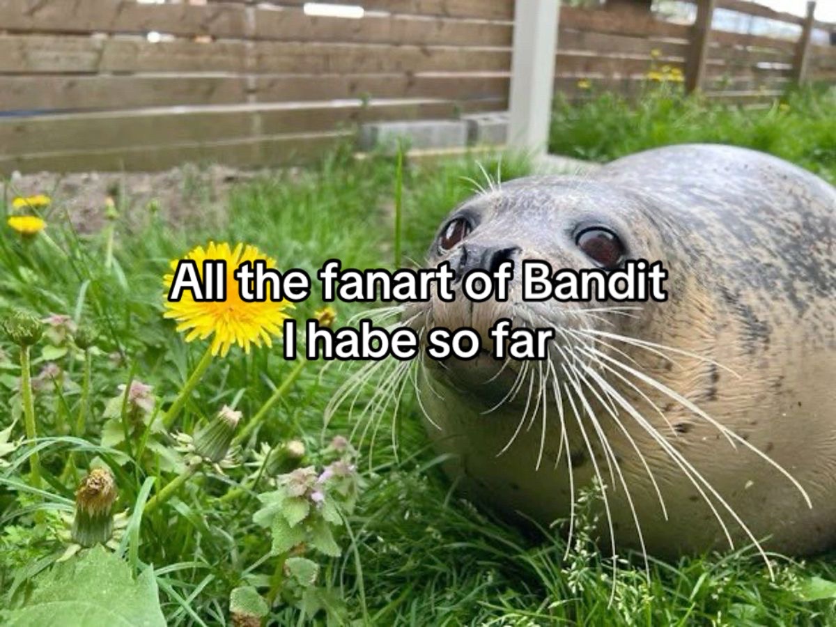 @🎀 BanDit