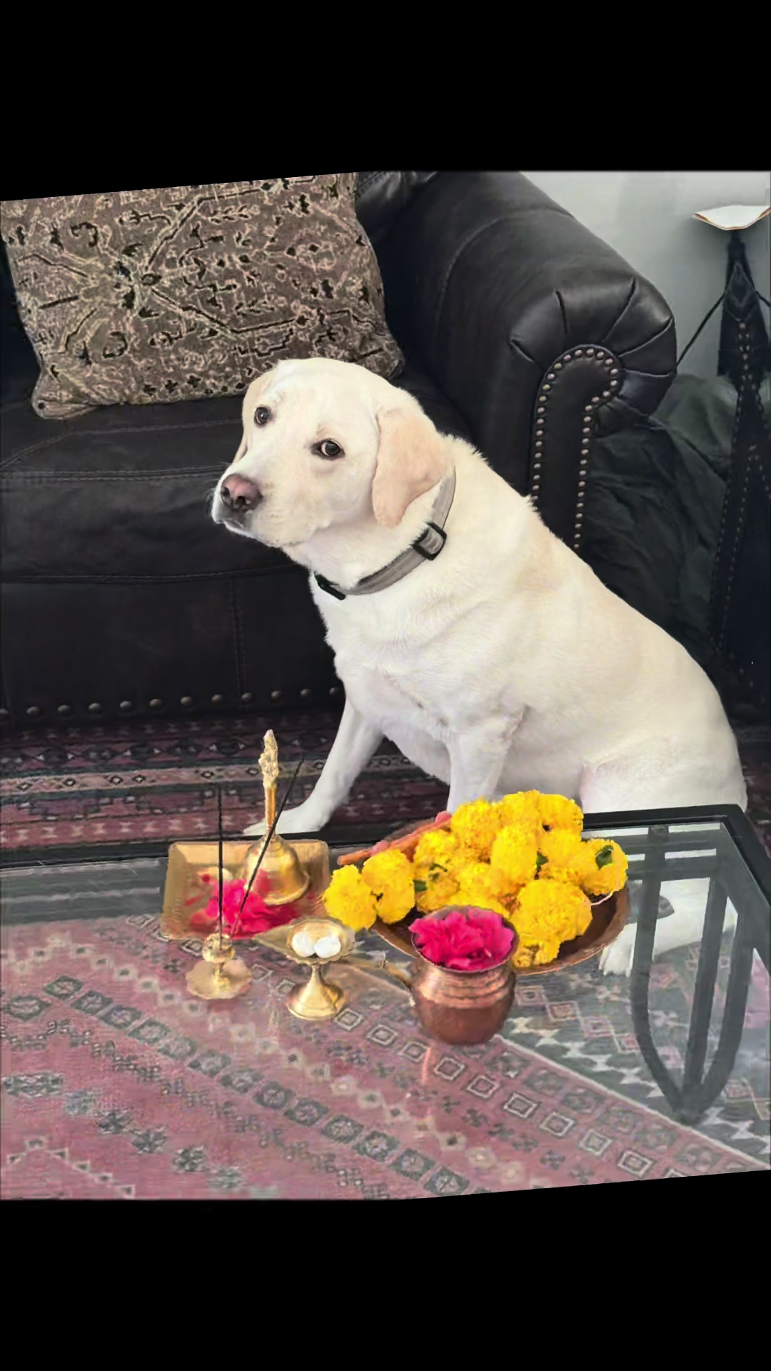 @Buddy_the_lab