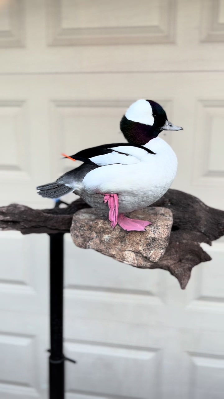 @Luke&rsquo;s Wildlife Taxidermy