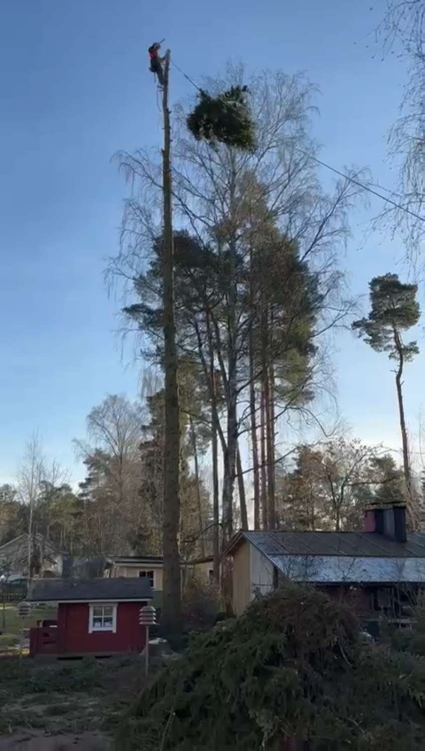 @Niko Aitta