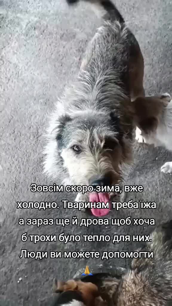 @tvarinkidobra