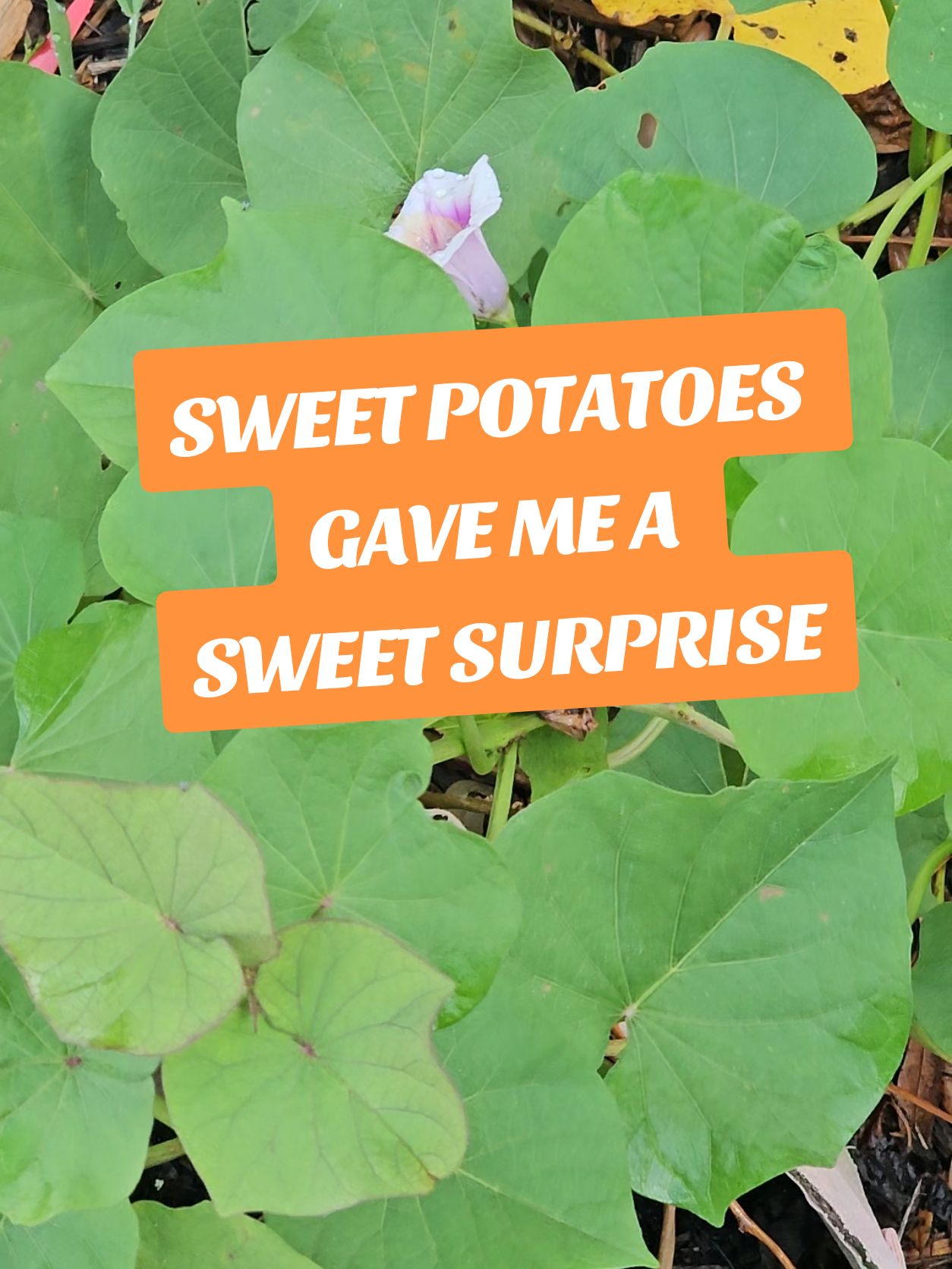 @#PlantGrowingTips