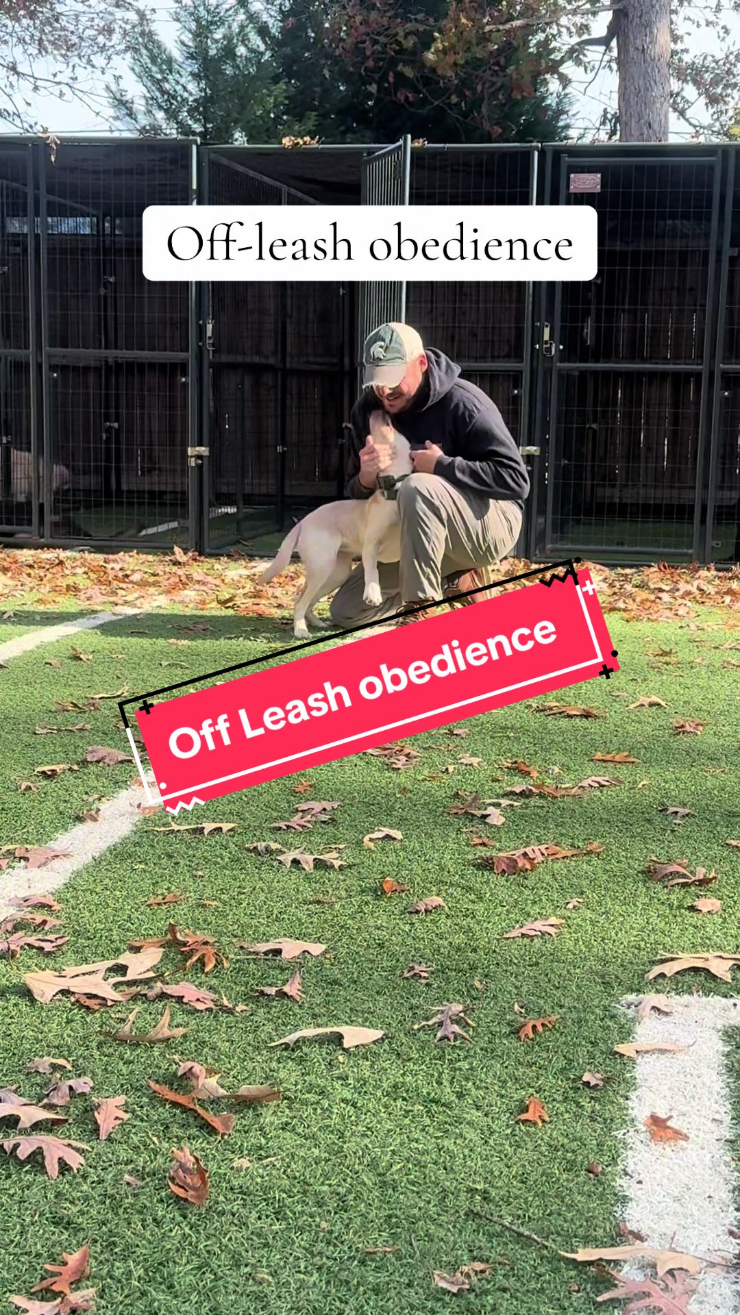 @DivineCanineDogTraining
