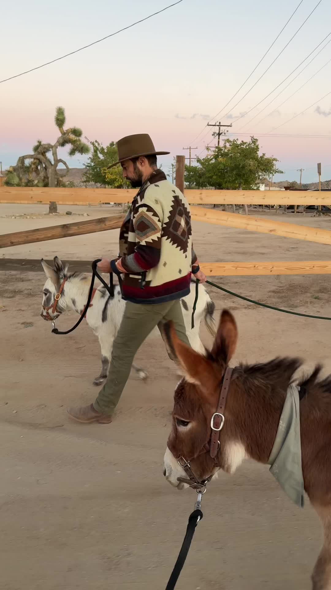 @mojaveminidonkeys