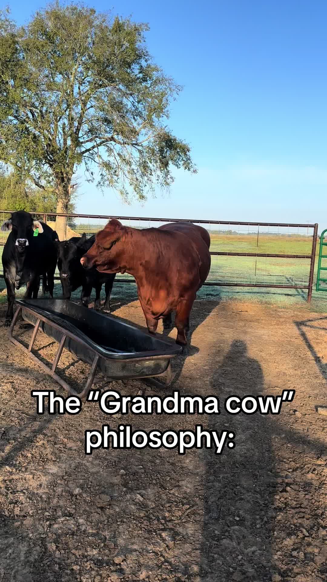 @Greenwood Stock Farms