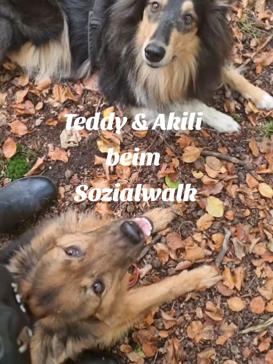 @Hitschiegang