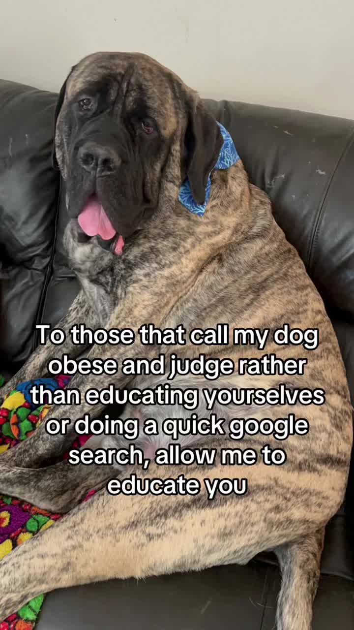 @BrindleBearTheMastiff
