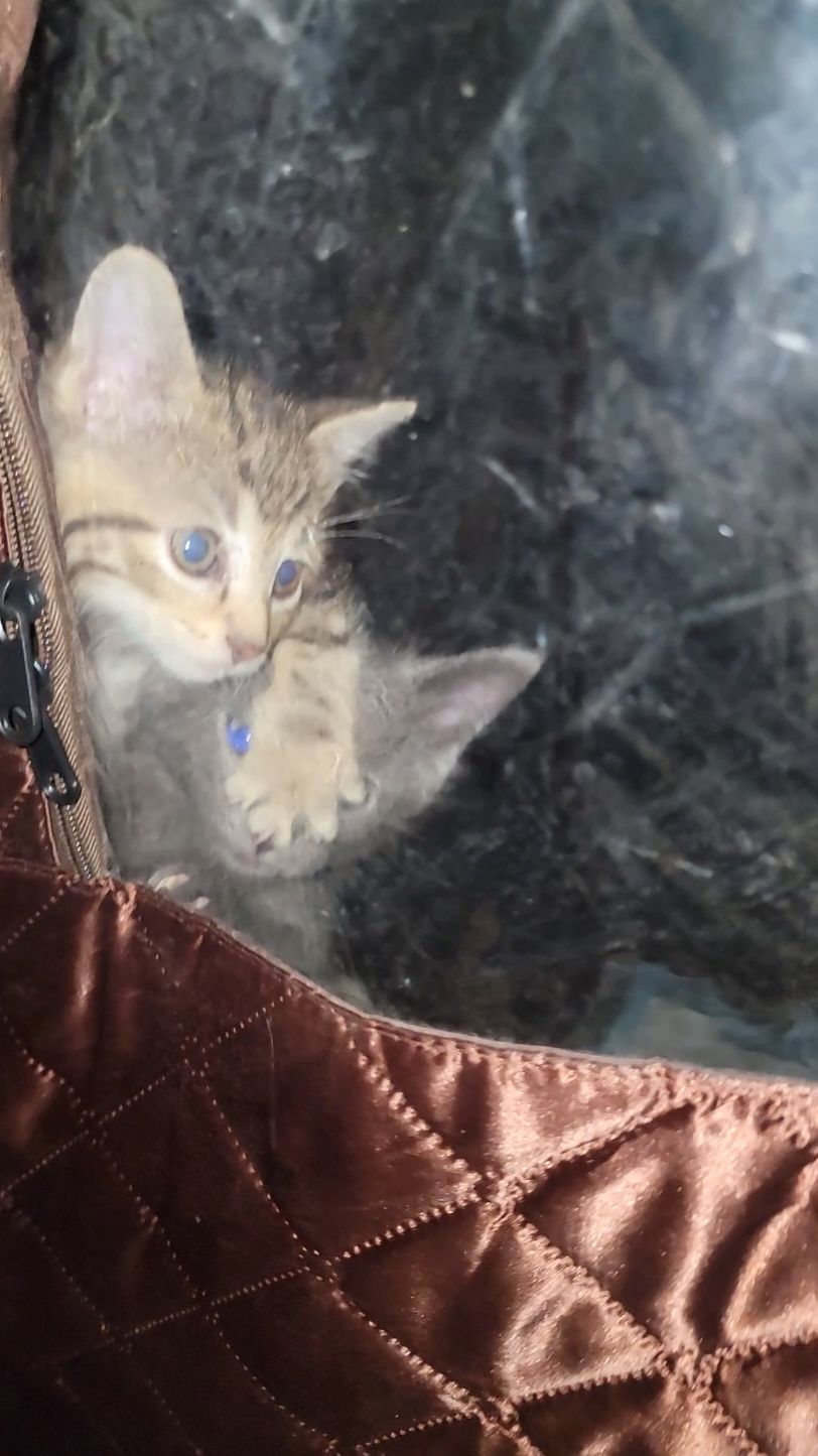 @Kata Kitty