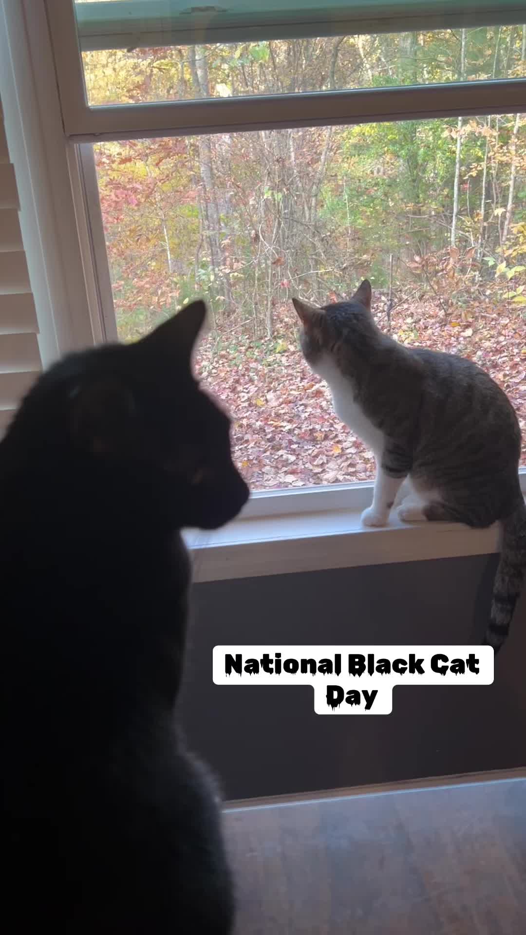 @mightycat83