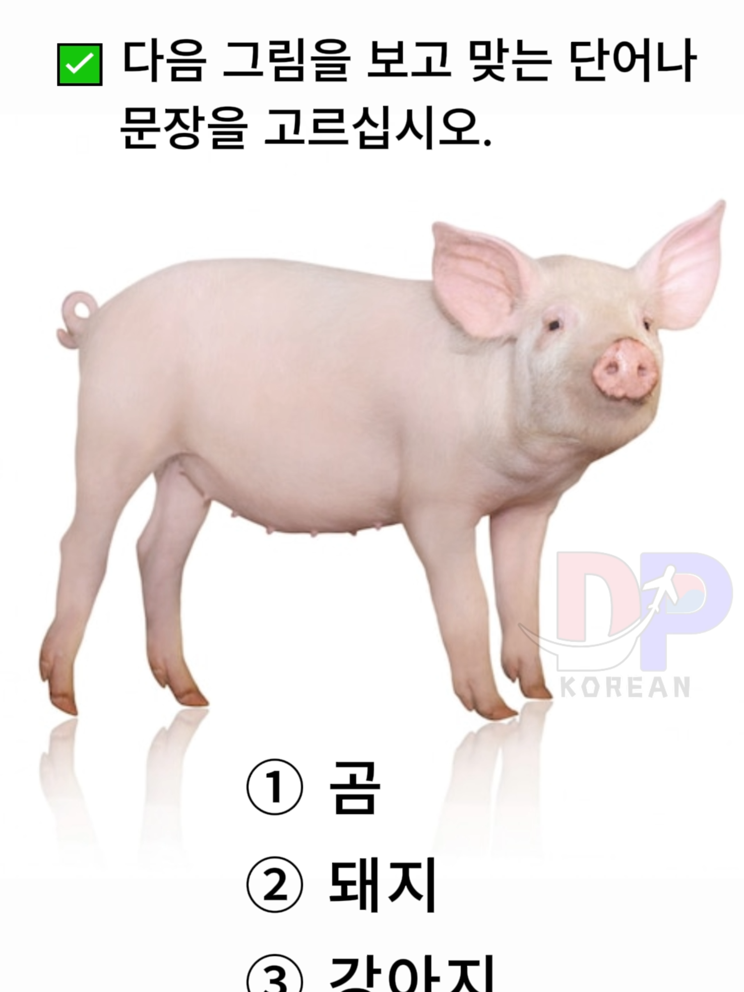 @DP korean