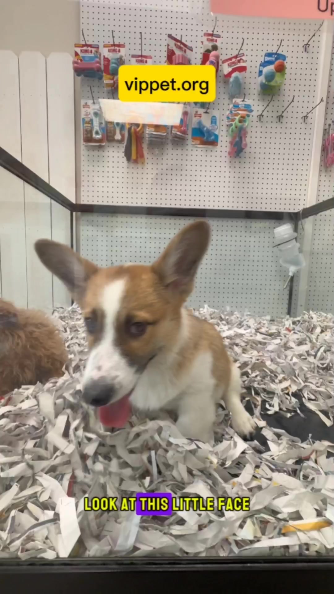 @VIP PET ORG