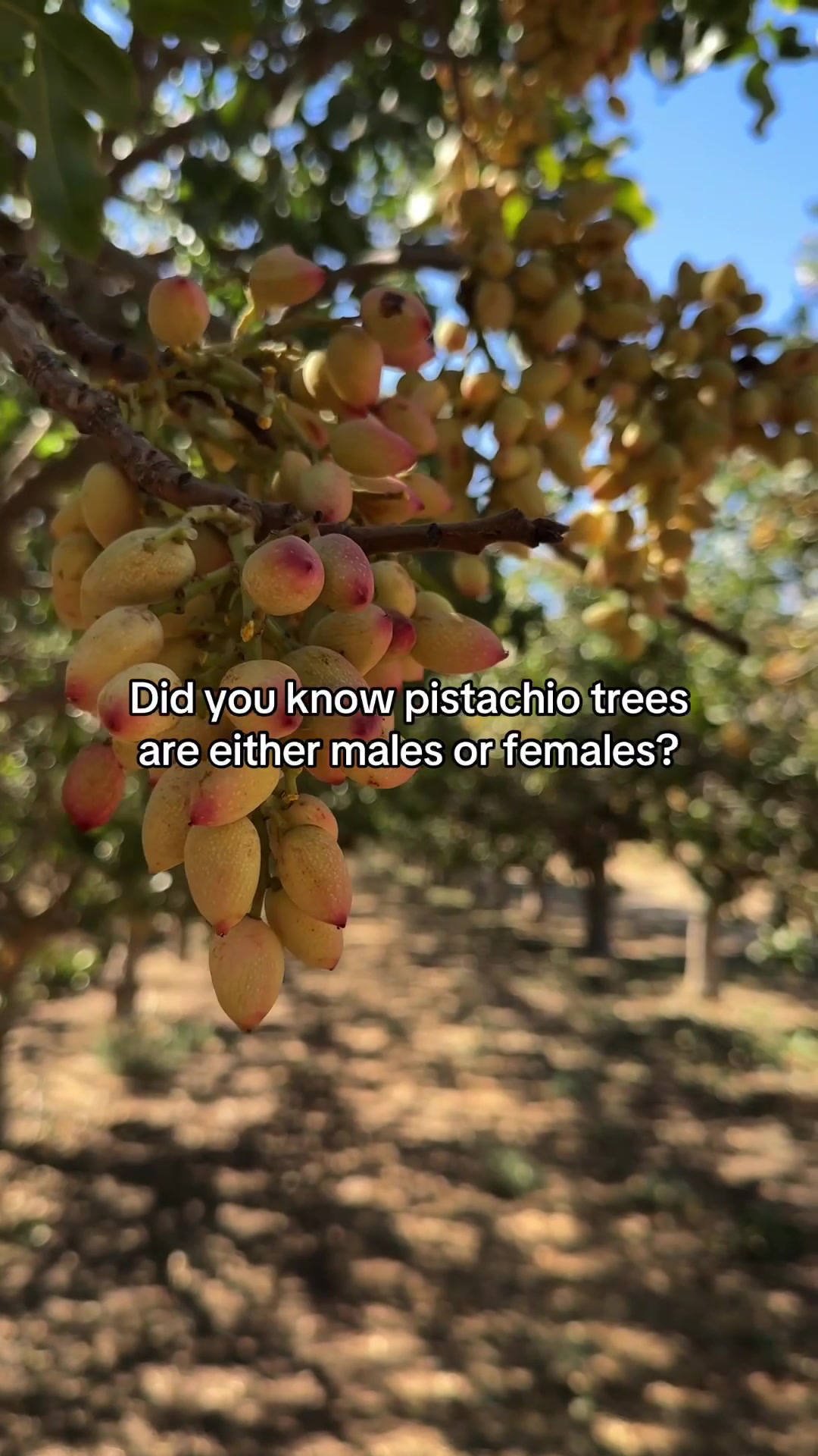 @Wonderful Pistachios