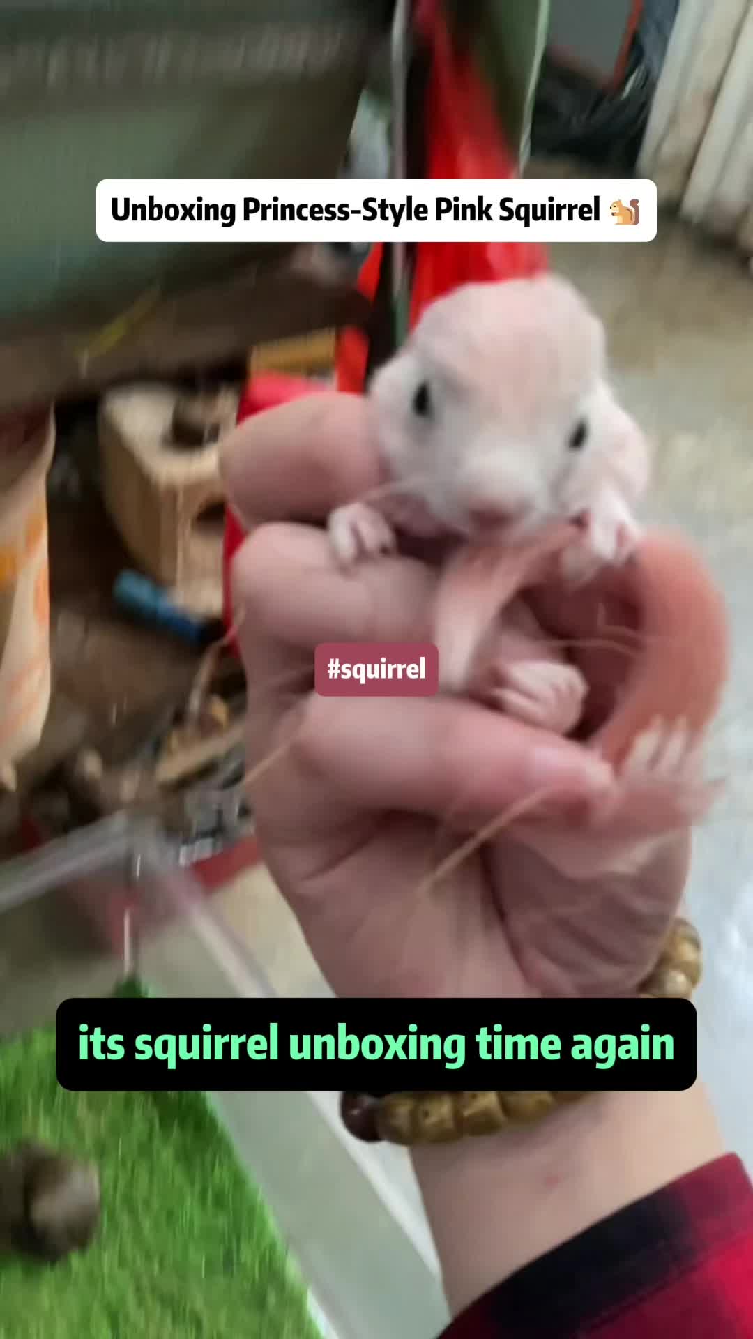 @The Squirrel Sandy