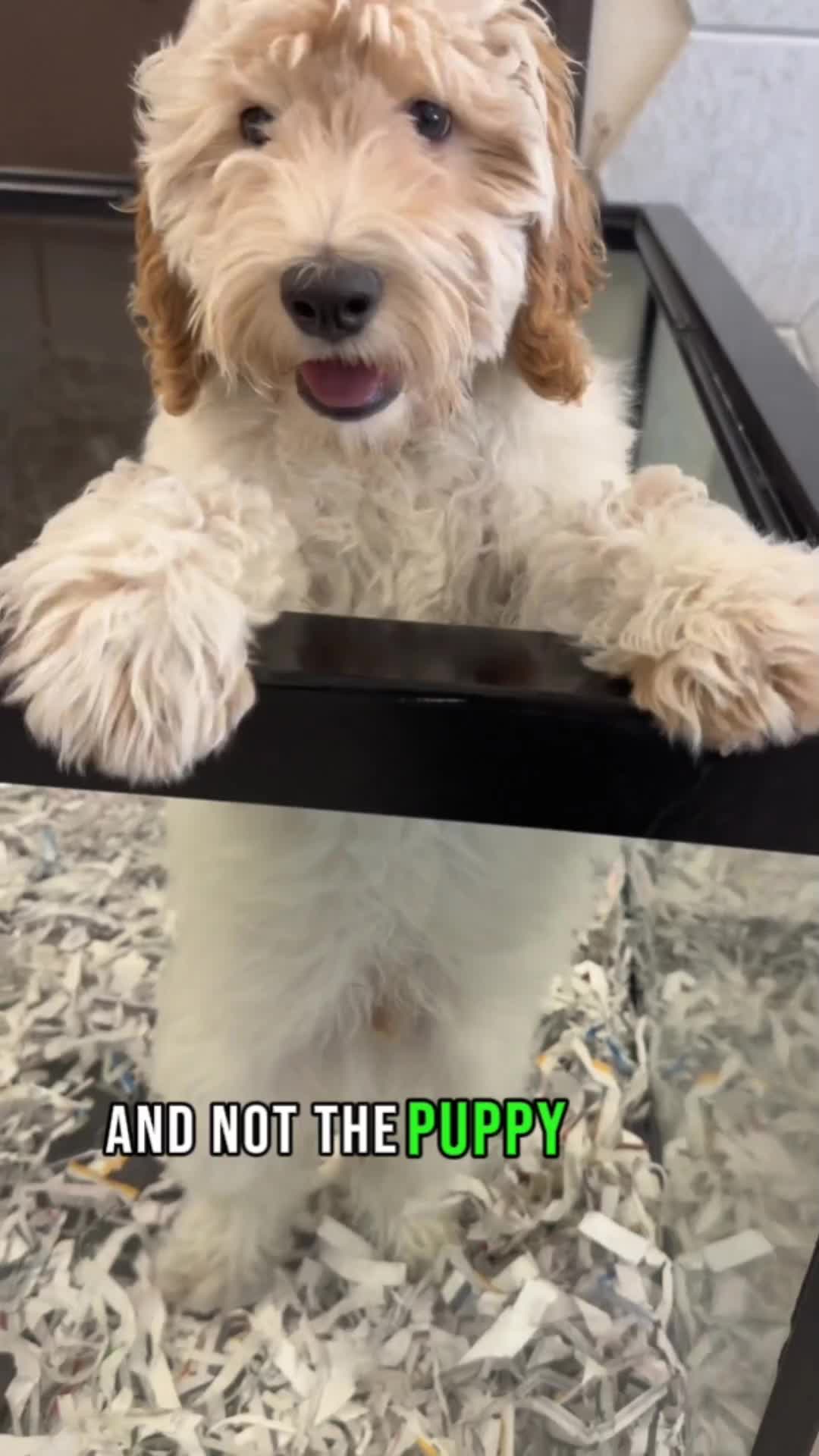 @VIP PET ORG