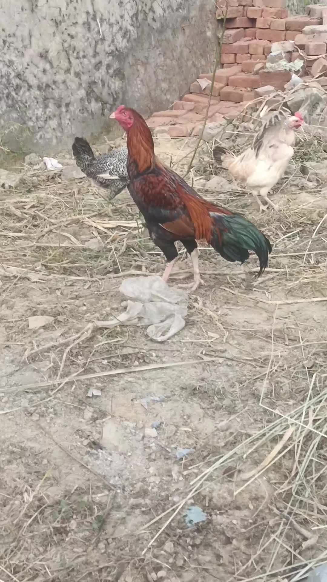 @rajasalman560