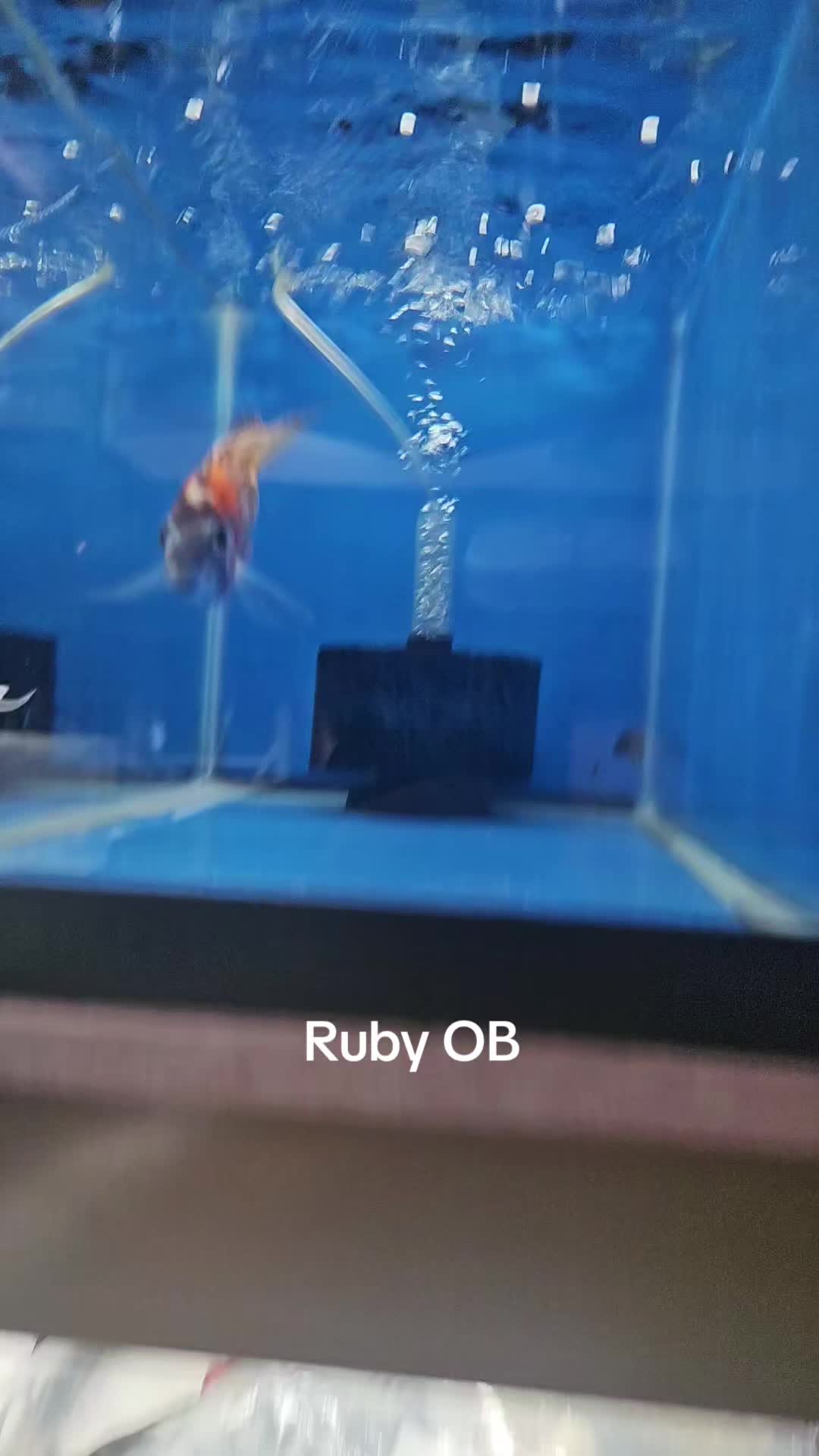 @EddieBcichlids