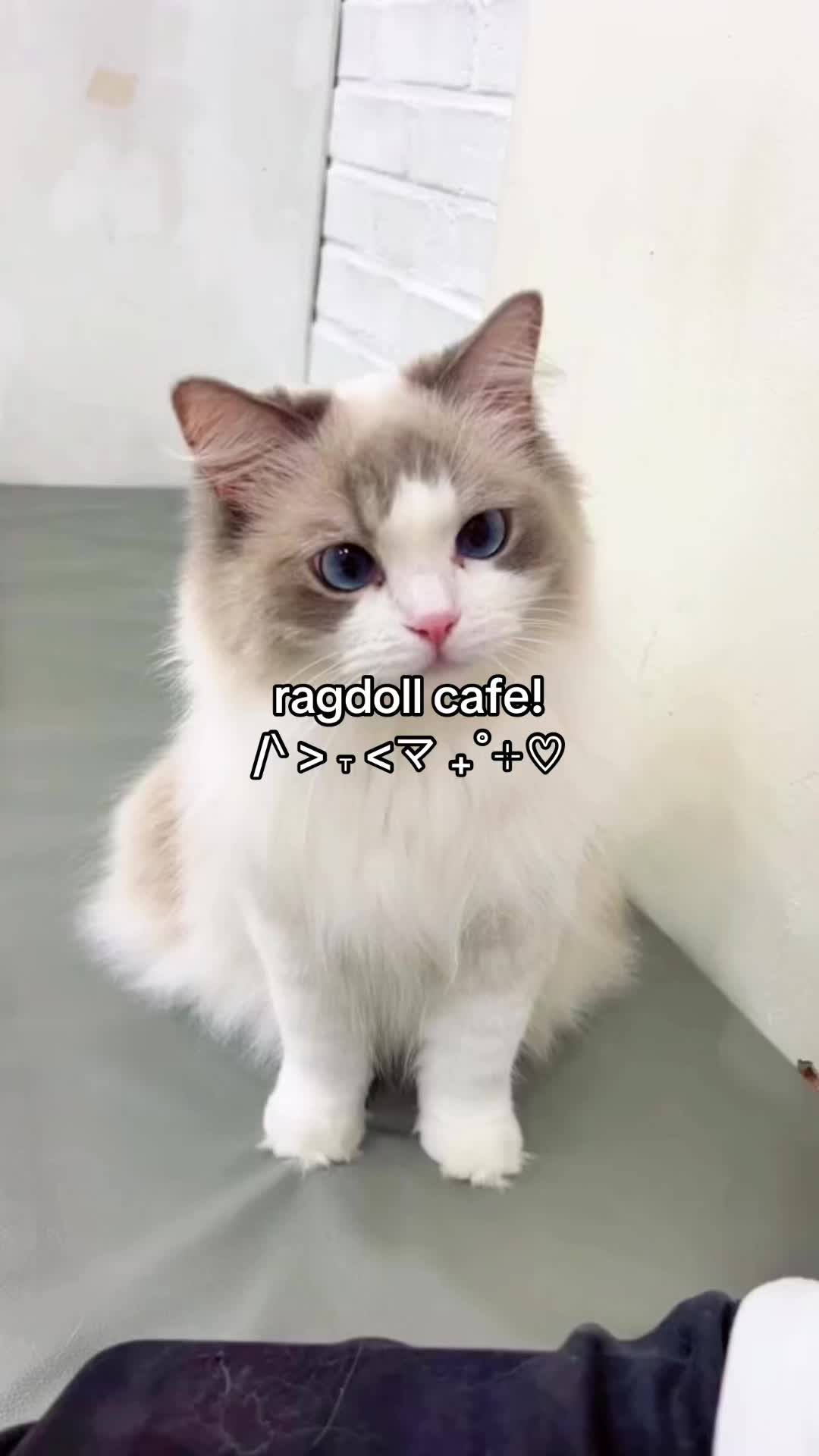 @katie 🍮 ₊˚⊹ ࿔