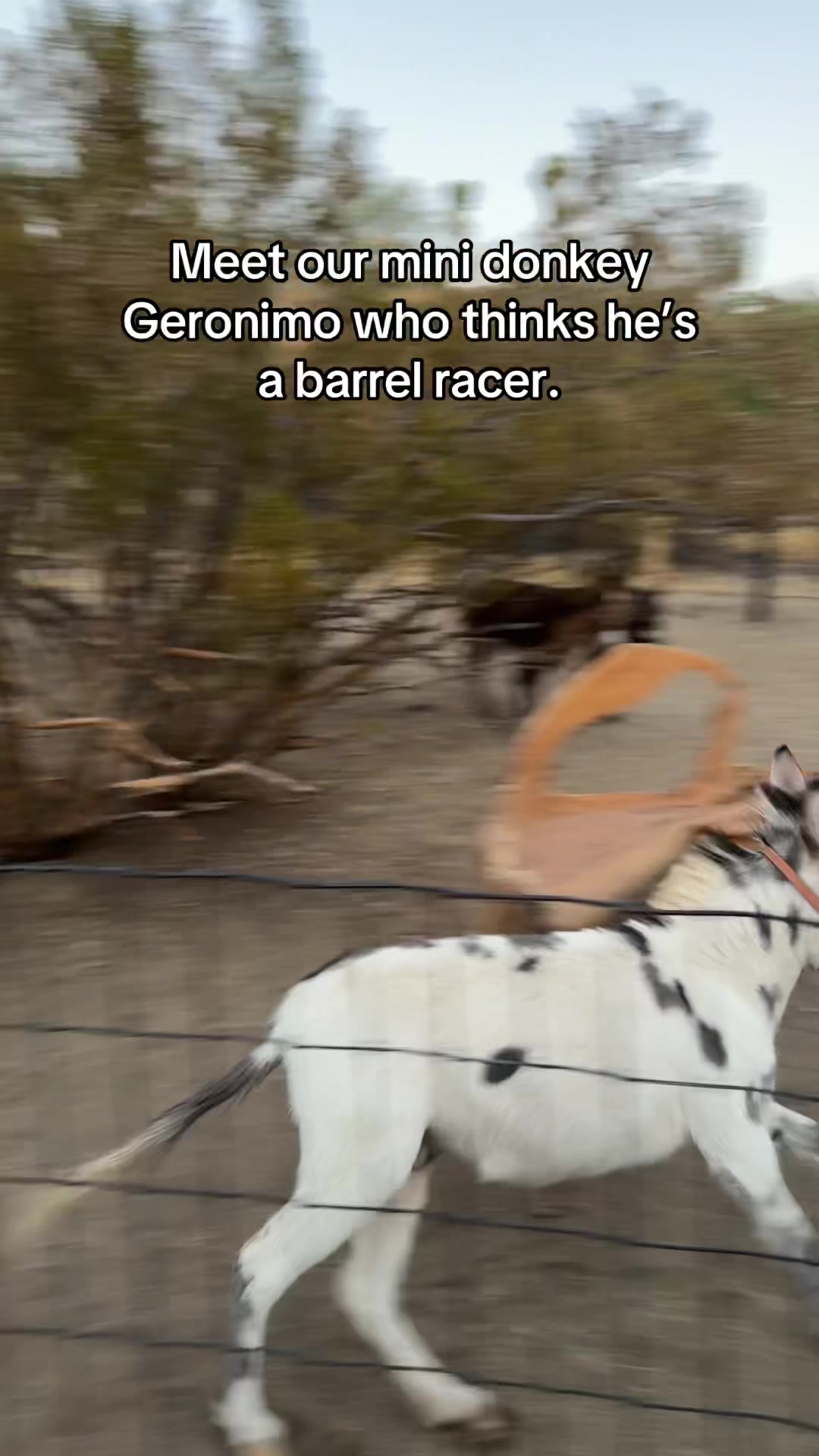 @mojaveminidonkeys