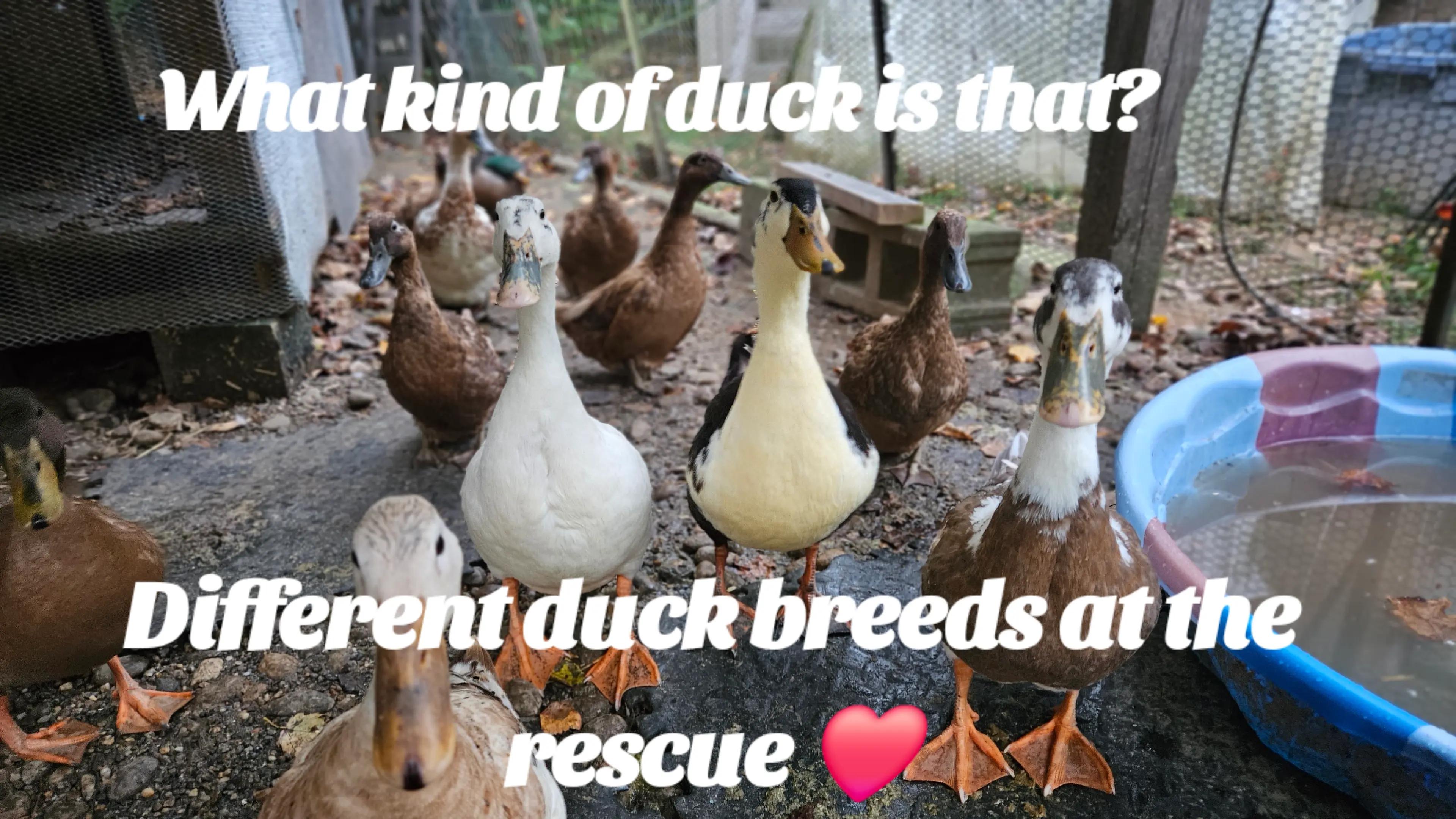 @Cluck and Waddle Farm Rescue