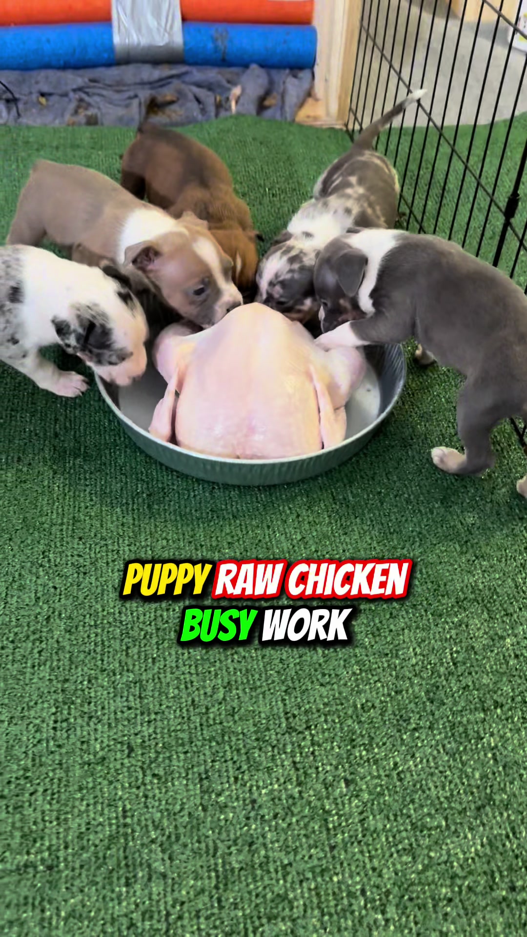 @Better Best Dog