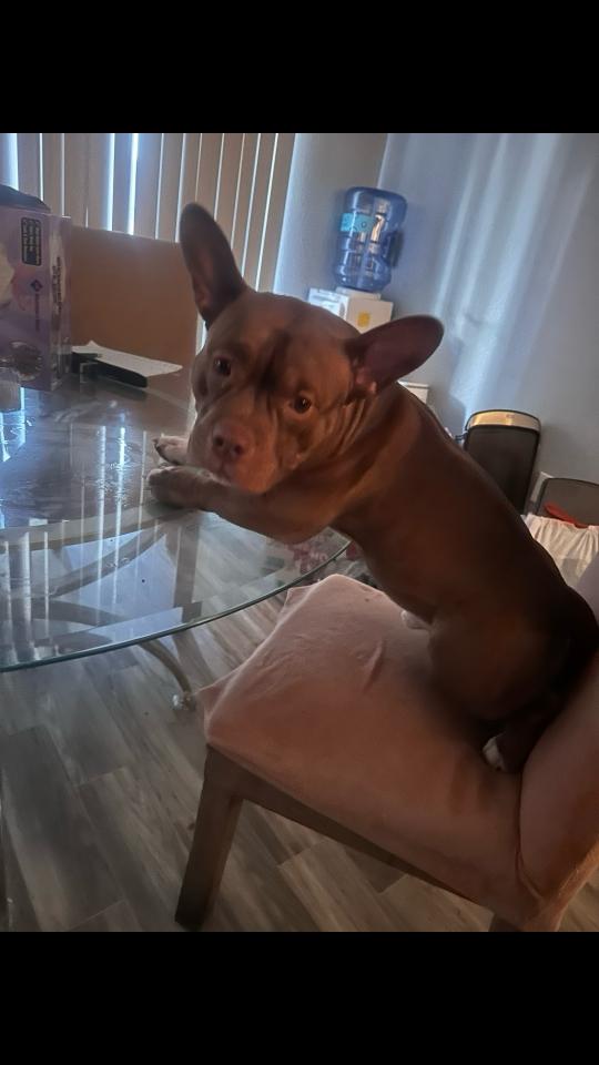 @Yj labrada