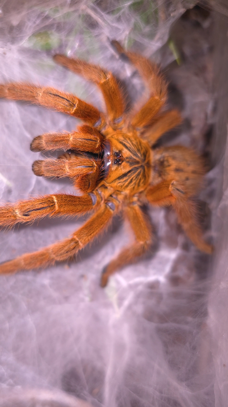 @BugZcave