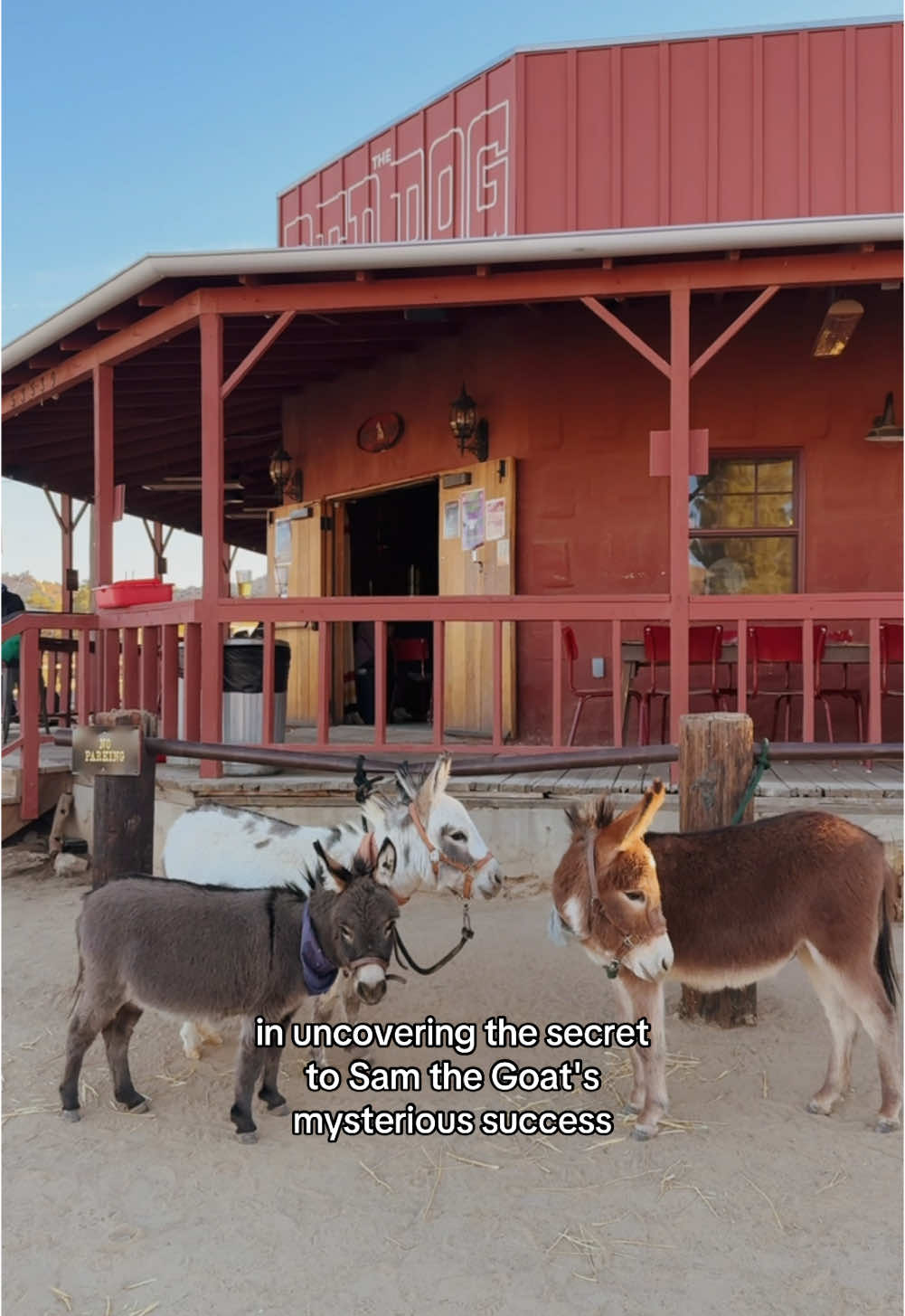 @mojaveminidonkeys