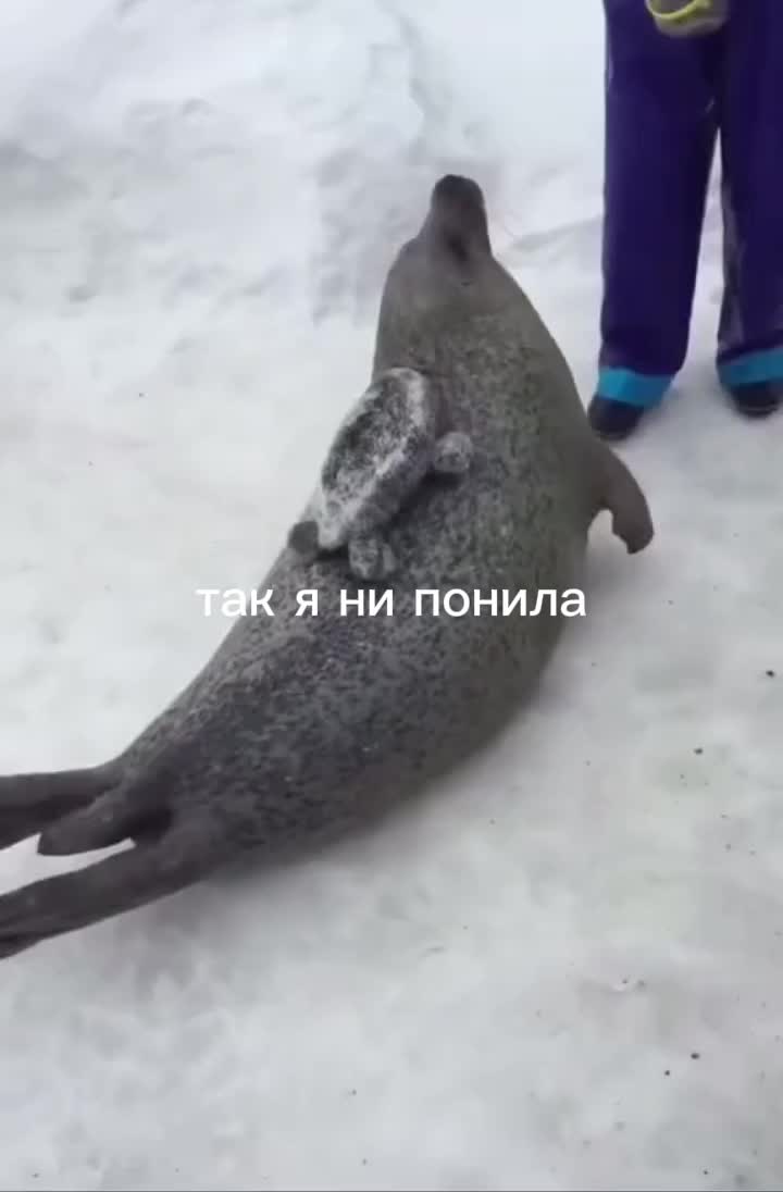 @тюлени моя жизнь🦭