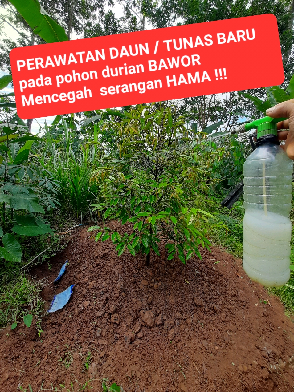 @embunpagi20
