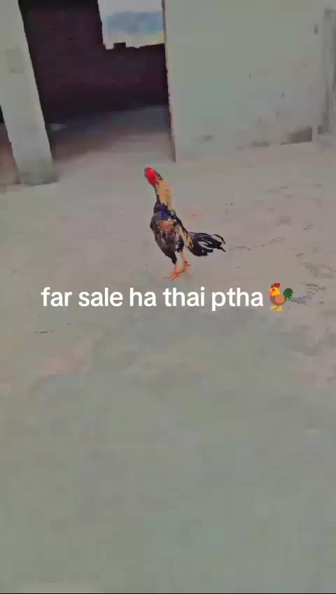 @🦁ارسلان ساہی&spades;️