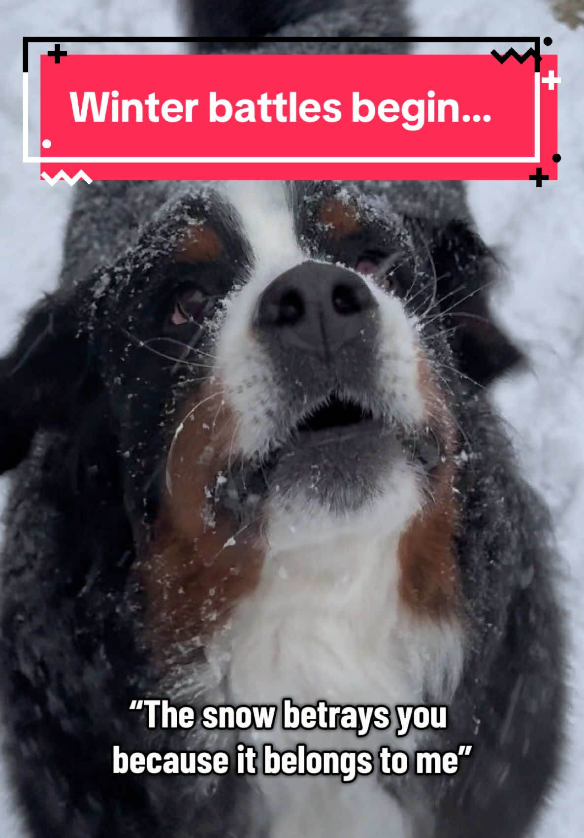 @Ivy the Berner