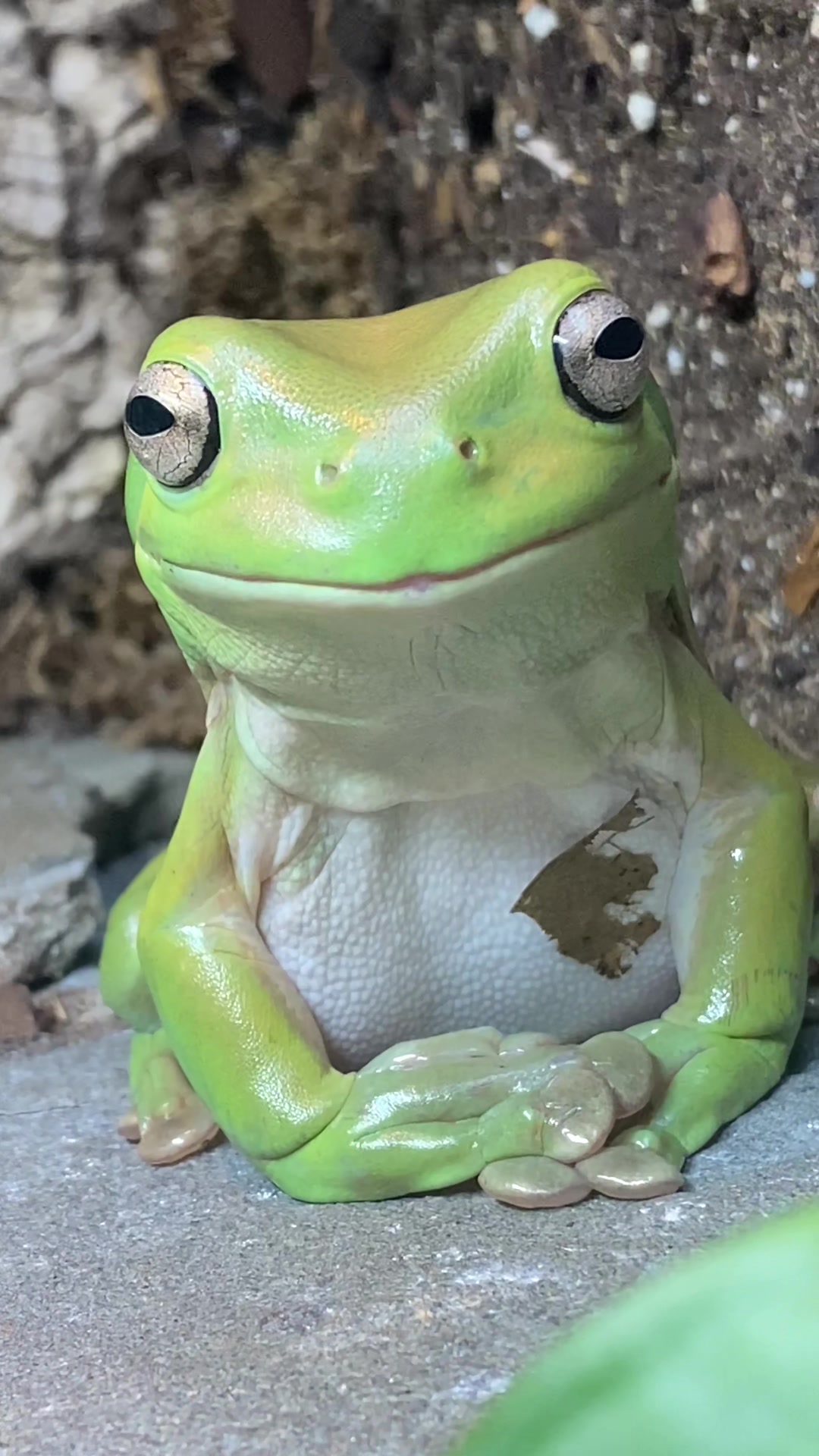@layla🦎🍃