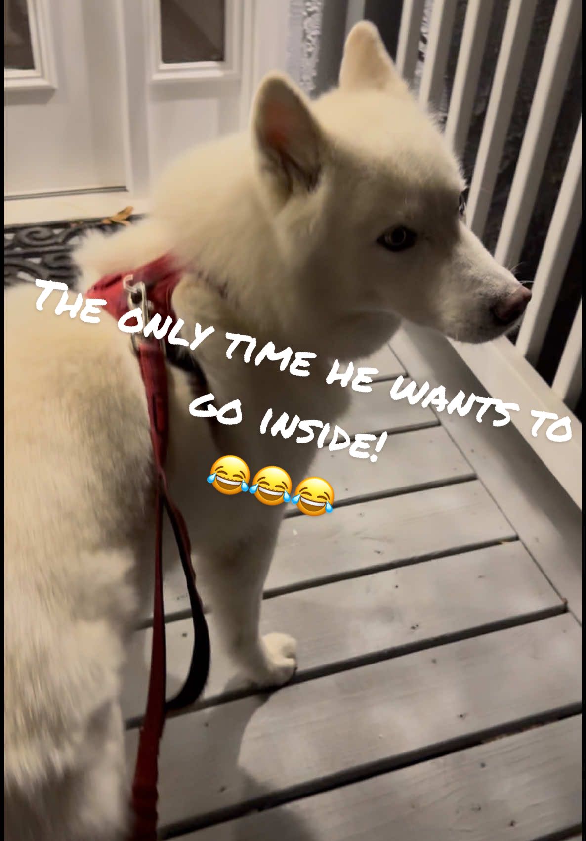 @Tundra